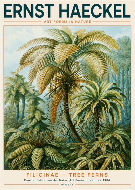 Ernst Haeckel Filicinae – Tree Ferns No3 - Plakát