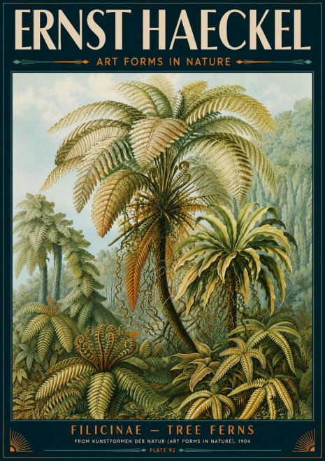 Ernst Haeckel Filicinae – Tree Ferns No5 - Plakát