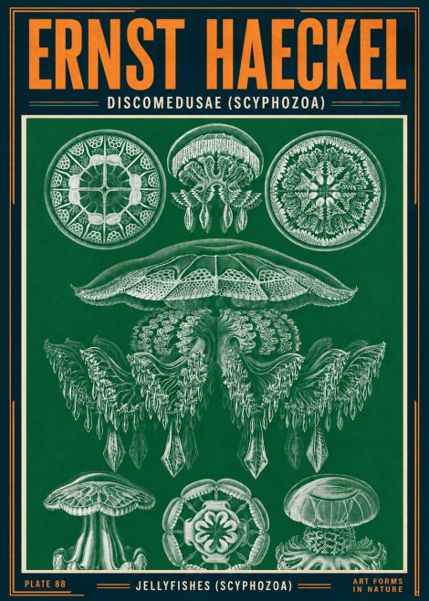 Ernst Haeckel Discomedusae (Scyphozoa) Plate 88 No4 - Plakát