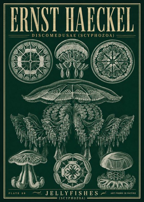 Ernst Haeckel Discomedusae (Scyphozoa) Plate 88 No5 - Plakát