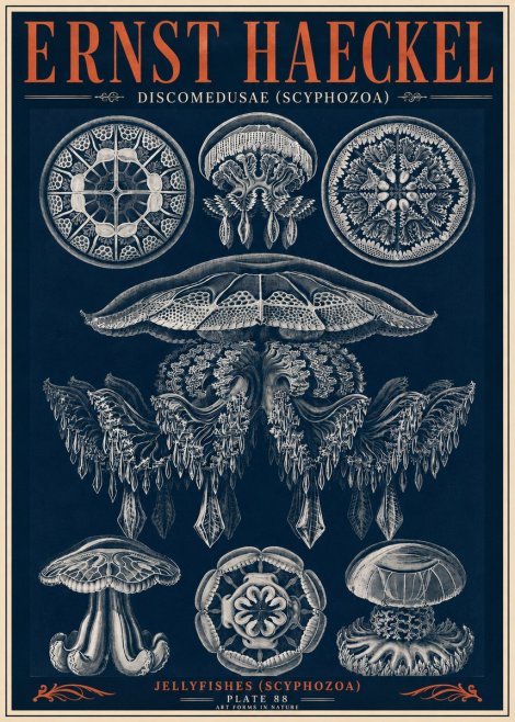 Ernst Haeckel Discomedusae (Scyphozoa) Plate 88 No6 - Plakát