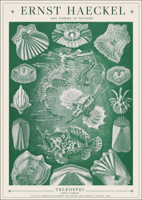 Ernst Haeckel Teleostei - Bony Fishes No1 - Plakát