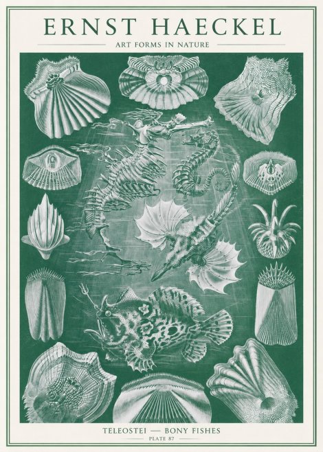 Ernst Haeckel Teleostei - Bony Fishes No2 - Plakát
