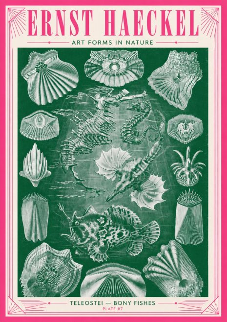 Ernst Haeckel Teleostei - Bony Fishes No3 - Plakát