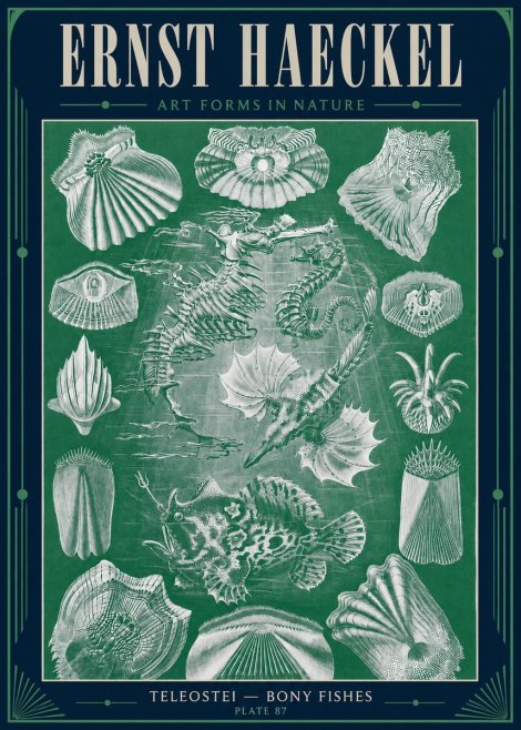 Ernst Haeckel Teleostei - Bony Fishes No4 - Plakát