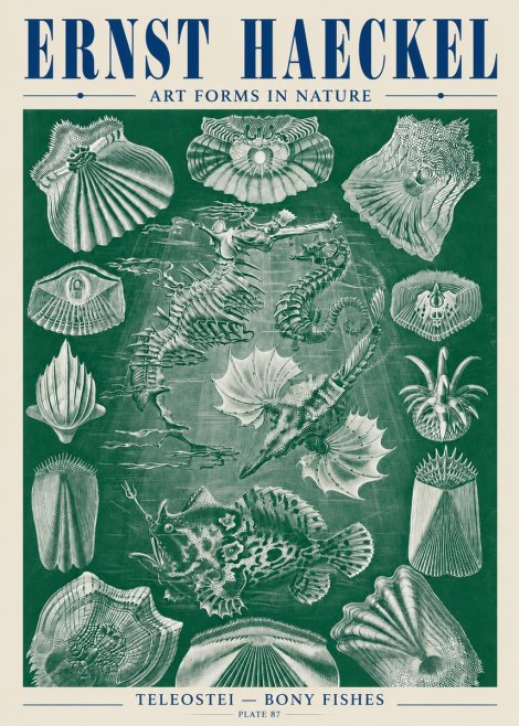 Ernst Haeckel Teleostei - Bony Fishes No5 - Plakát