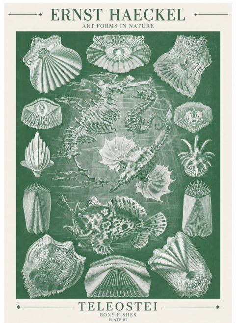 Ernst Haeckel Teleostei - Bony Fishes No6 - Plakát