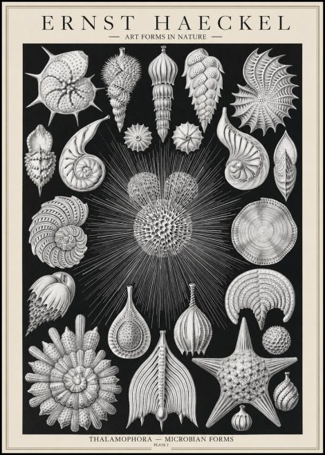 Ernst Haeckel Thalamophora - Microbian Forms - Plate 2 No1 - Plakát