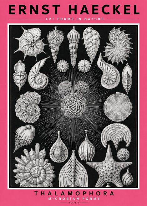 Ernst Haeckel Thalamophora - Microbian Forms - Plate 2 No2 - Plakát