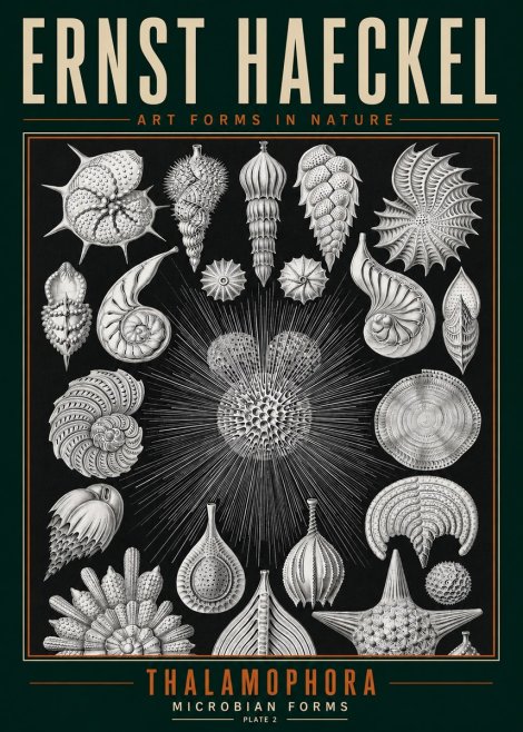 Ernst Haeckel Thalamophora - Microbian Forms - Plate 2 No3 - Plakát