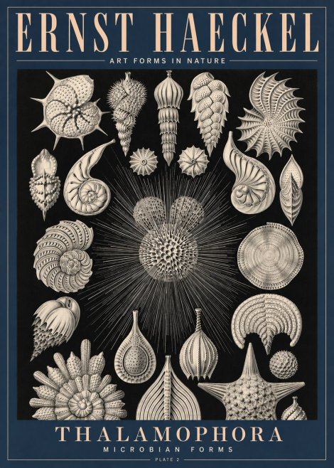 Ernst Haeckel Thalamophora - Microbian Forms - Plate 2 No4 - Plakát
