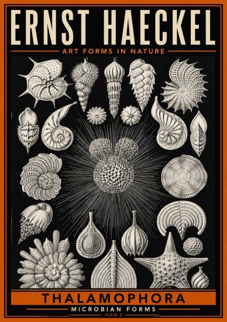 Ernst Haeckel Thalamophora - Microbian Forms - Plate 2 No6 - Plakát