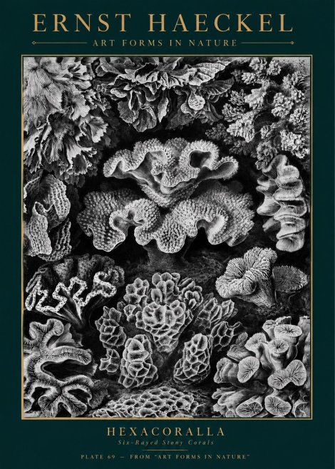 Ernst Haeckel Hexacorallia No5 - Plakát
