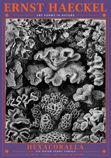 Ernst Haeckel Hexacorallia No6 - Plakát