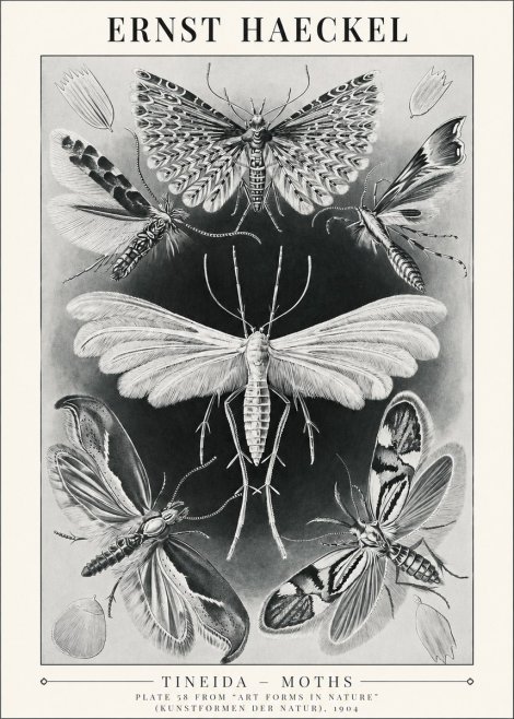 Ernst Haeckel Tineida - Moths No1 - Plakát