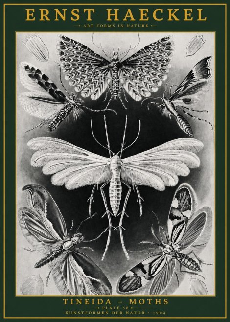 Ernst Haeckel Tineida - Moths No2 - Plakát