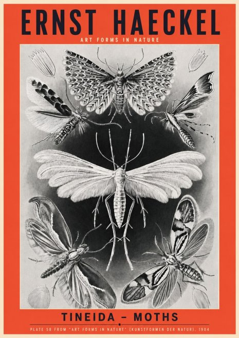 Ernst Haeckel Tineida - Moths No3 - Plakát