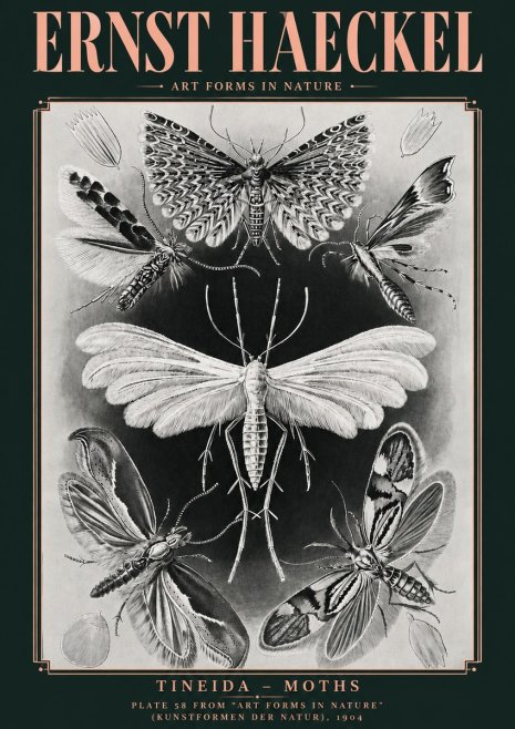 Ernst Haeckel Tineida - Moths No4 - Plakát