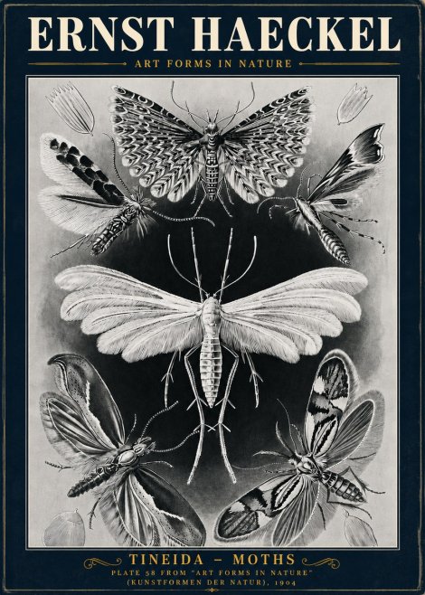 Ernst Haeckel Tineida - Moths No5 - Plakát