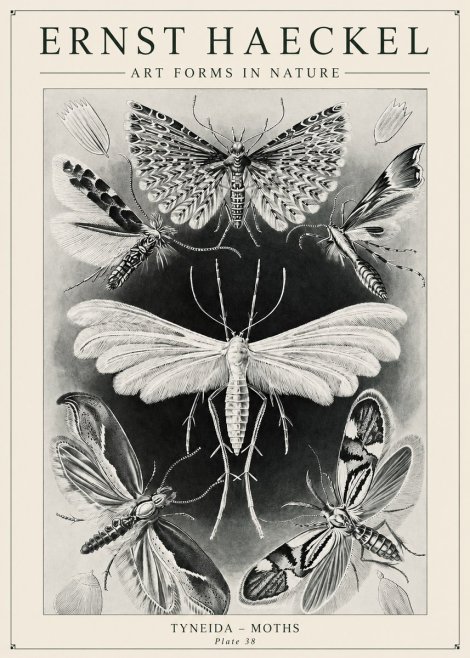 Ernst Haeckel Tineida - Moths No6 - Plakát
