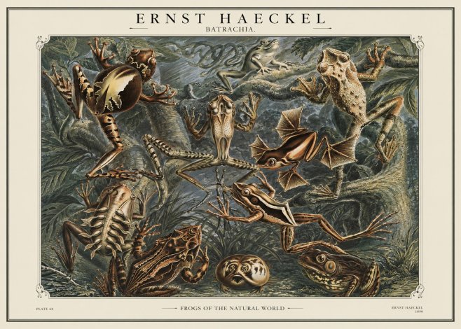 Ernst Haeckel Frogs of the Natural World No1 - Plakát