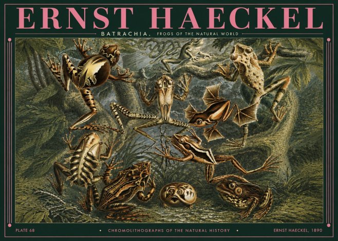 Ernst Haeckel Frogs of the Natural World No3 - Plakát