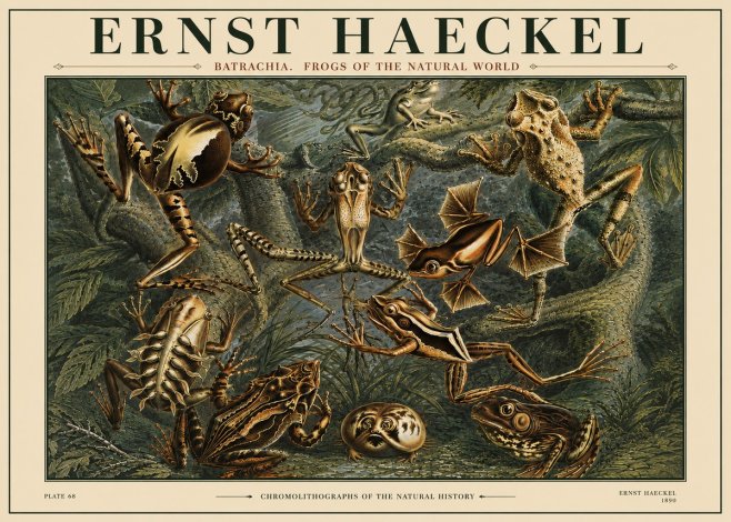 Ernst Haeckel Frogs of the Natural World No4 - Plakát