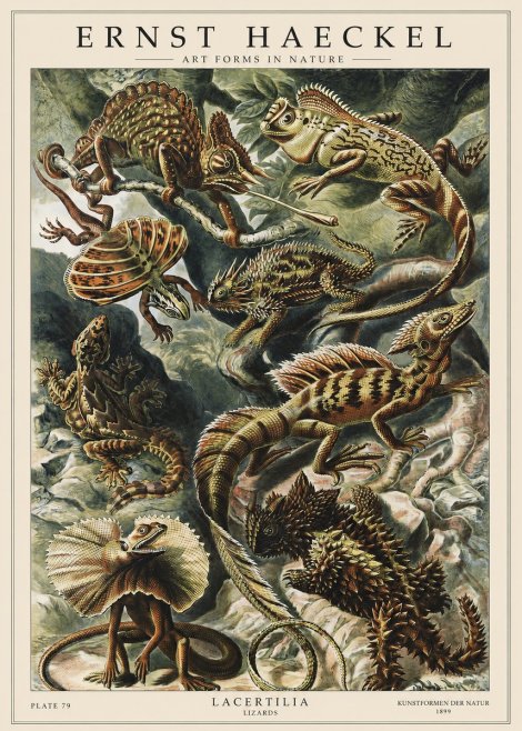 Ernst Haeckel Lacertilia Lizards No1 - Plakát