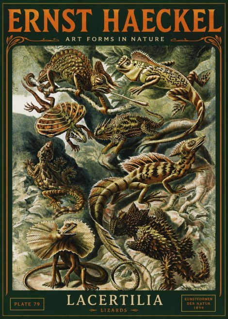 Ernst Haeckel Lacertilia Lizards No4 - Plakát
