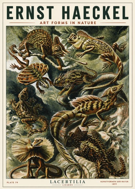 Ernst Haeckel Lacertilia Lizards No5 - Plakát