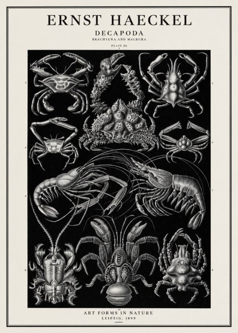 Ernst Haeckel Decapoda Brachyura and Macrura Plate 86 No1 - Plakát