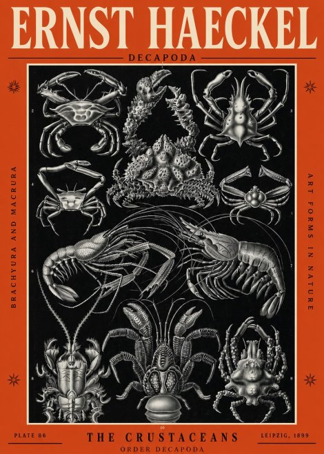 Ernst Haeckel Decapoda Brachyura and Macrura Plate 86 No2 - Plakát