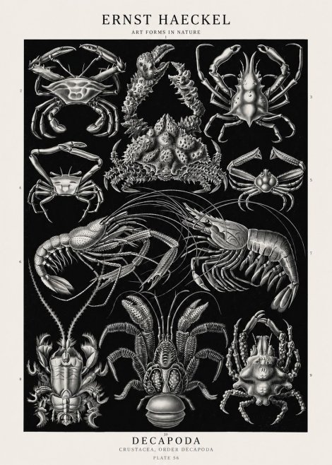 Ernst Haeckel Decapoda Brachyura and Macrura Plate 86 No3 - Plakát