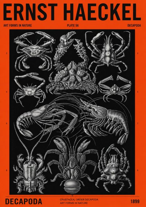 Ernst Haeckel Decapoda Brachyura and Macrura Plate 86 No4 - Plakát