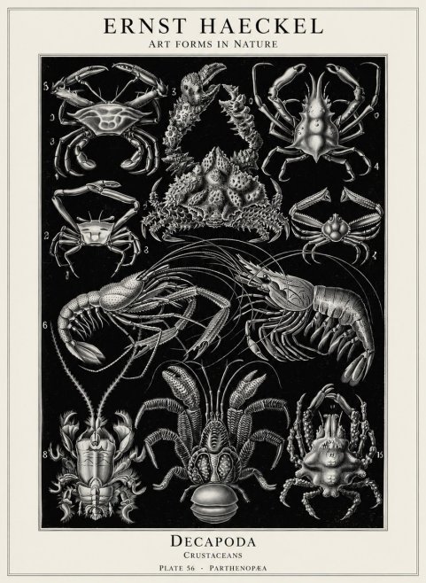 Ernst Haeckel Decapoda Brachyura and Macrura Plate 86 No5 - Plakát