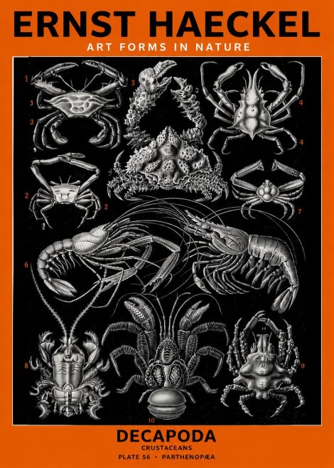 Ernst Haeckel Decapoda Brachyura and Macrura Plate 86 No6 - Plakát