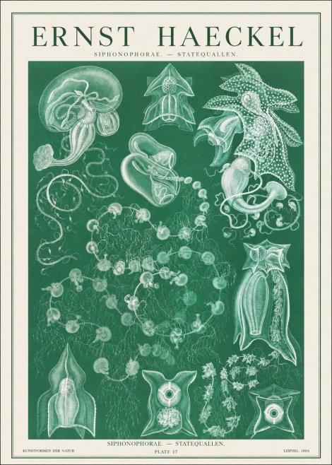 Ernst Haeckel Siphonophorae. — Statequallen. Plate 17 No1 - Plakát