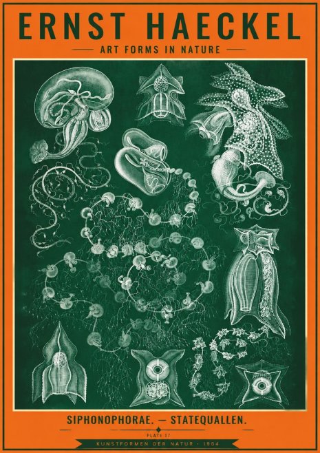 Ernst Haeckel Siphonophorae. — Statequallen. Plate 17 No4 - Plakát