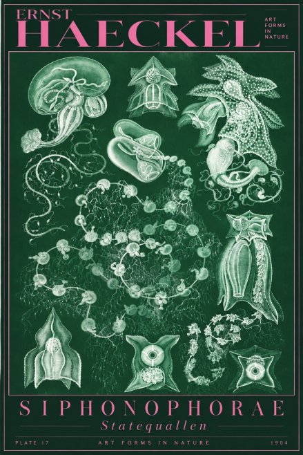 Ernst Haeckel Siphonophorae. — Statequallen. Plate 17 No5 - Plakát