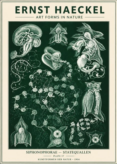 Ernst Haeckel Siphonophorae. — Statequallen. Plate 17 No6 - Plakát