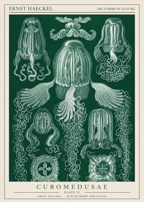 Ernst Haeckel Cubomedusae No1 - Plakát