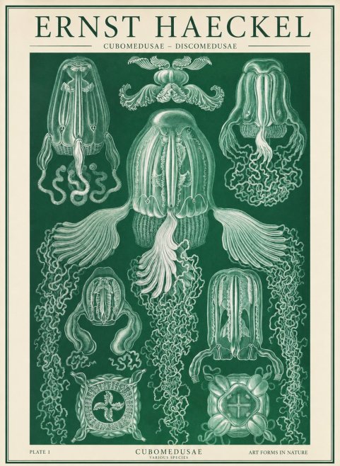 Ernst Haeckel Cubomedusae No2 - Plakát