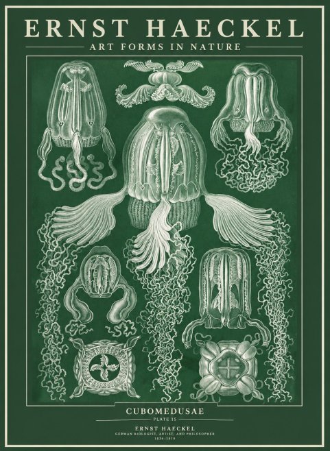 Ernst Haeckel Cubomedusae No3 - Plakát