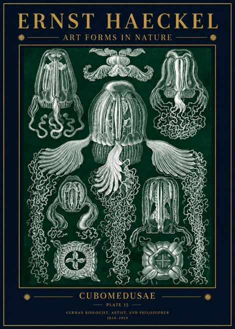 Ernst Haeckel Cubomedusae No5 - Plakát