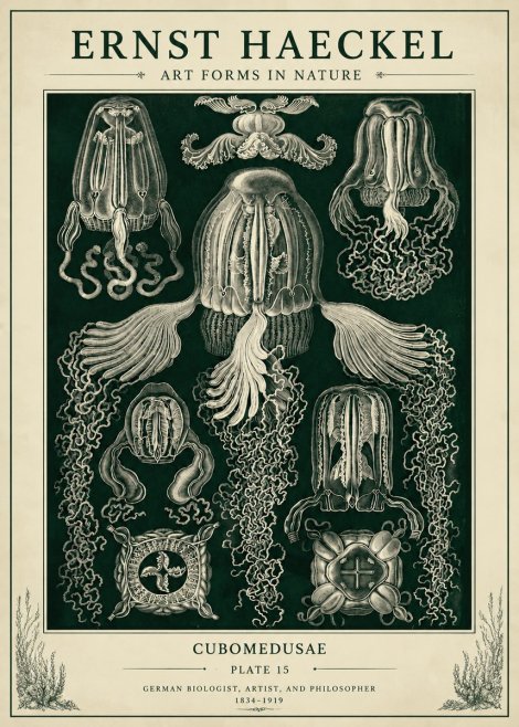 Ernst Haeckel Cubomedusae No6 - Plakát