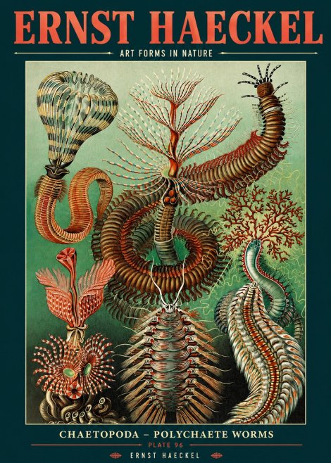 Ernst Haeckel Chaetopoda – Polychaete Worms No2 - Plakát