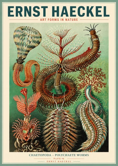 Ernst Haeckel Chaetopoda – Polychaete Worms No3 - Plakát