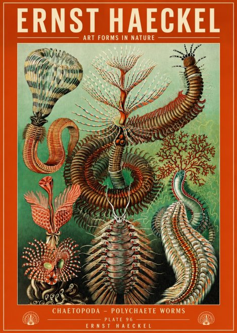Ernst Haeckel Chaetopoda – Polychaete Worms No4 - Plakát