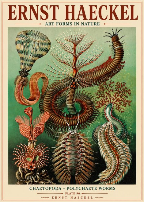 Ernst Haeckel Chaetopoda – Polychaete Worms No6 - Plakát