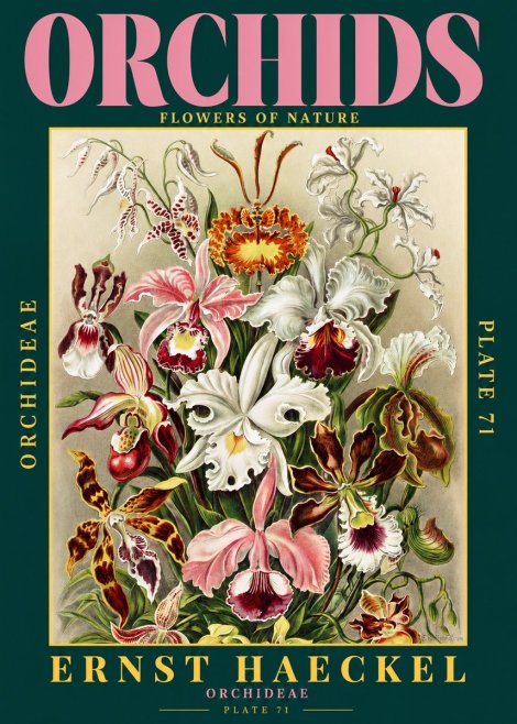 Ernst Haeckel Orchids No2 - Plakát